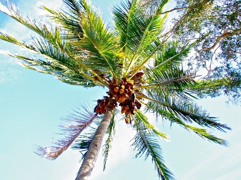 coconut processing plant